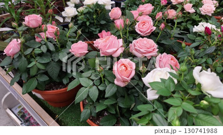 Pink and white roses blooming in pots at a garden center 130741988