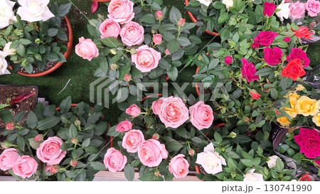 Colorful assortment of blooming roses in various hues and shades 130741990