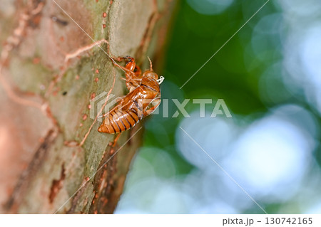 セミの抜け殻 130742165