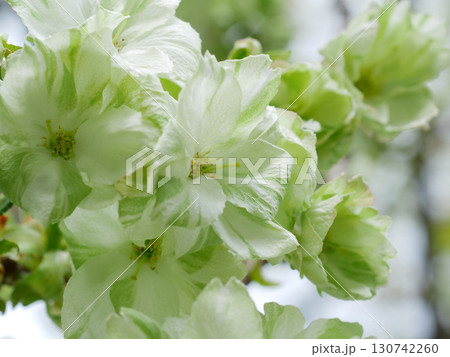 満開に咲き誇る御衣黄桜　 130742260