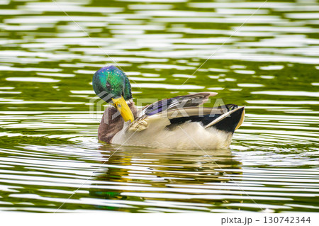 池を泳ぐマガモ 130742344