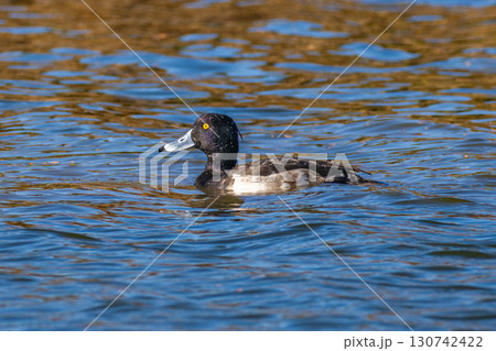 池を泳ぐキンクロハジロ 130742422