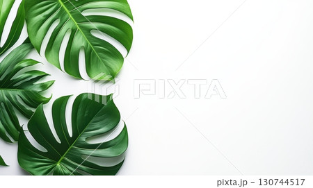 Tropical monstera leaves arranged on a clean white background for decoration 130744517