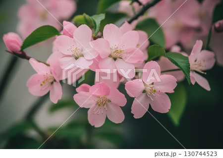 Cherry blossoms bloom in spring, showcasing delicate pink petals 130744523