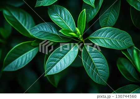 Close-up of fresh green leaves in a vibrant garden Close-up of fresh green leaves in a vibrant garden 130744560