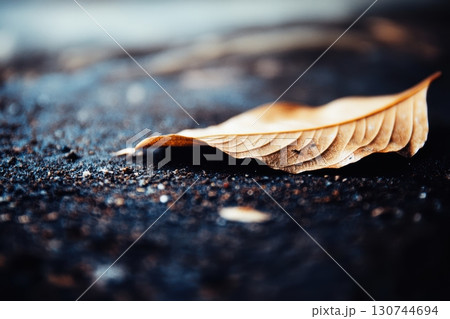Focus on a dry leaf resting on dark soil in a tranquil natural environment Focus on a dry leaf resting on dark soil in a tranquil natural environment 130744694
