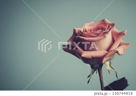 Pink rose in soft focus with delicate petals and green stem 130744919