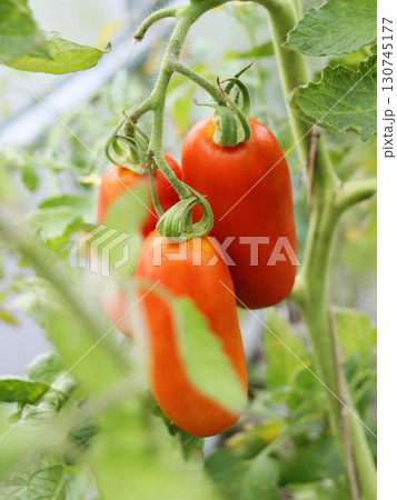 Red San Marzano tomatoes on plant in greenhouse 130745177