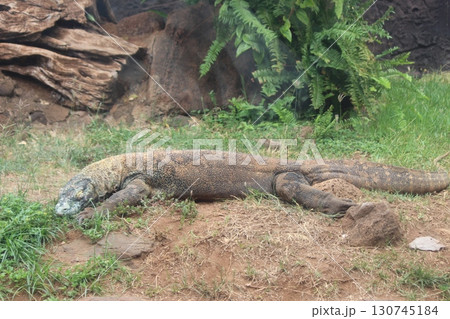 コモドオオトカゲ コモドドラゴン ホノルル動物園 コモドオオトカゲ コモドドラゴン ホノルル動物園 130745184