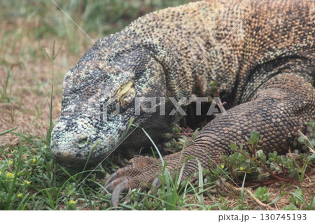 コモドオオトカゲ　コモドドラゴン　ホノルル動物園 130745193