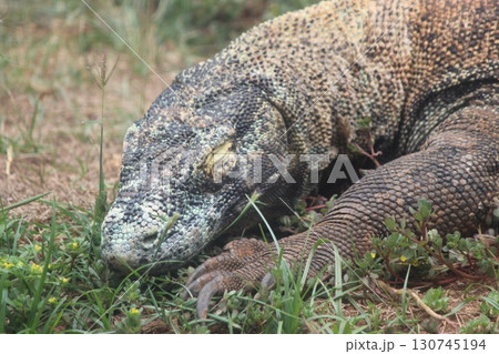 コモドオオトカゲ コモドドラゴン ホノルル動物園 コモドオオトカゲ コモドドラゴン ホノルル動物園 130745194
