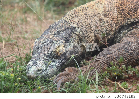 コモドオオトカゲ コモドドラゴン ホノルル動物園 コモドオオトカゲ コモドドラゴン ホノルル動物園 130745195