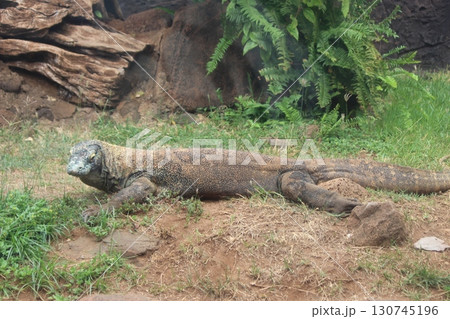 コモドオオトカゲ コモドドラゴン ホノルル動物園 コモドオオトカゲ コモドドラゴン ホノルル動物園 130745196