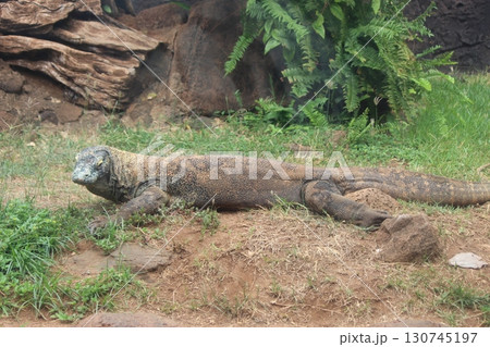コモドオオトカゲ　コモドドラゴン　ホノルル動物園 130745197