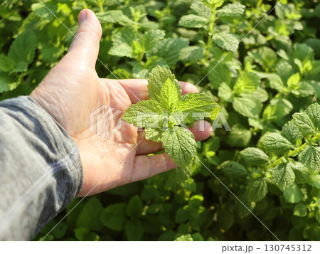 Hand hold mint leaves in garden Hand hold mint leaves in garden 130745312