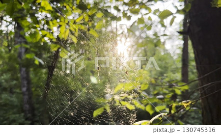 Spiderweb swaying in wind with sunlight at background. Spider builds a cobweb in forest. Beautiful scene on summer park at sunset. Concept of nature wildlife 130745316