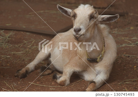 ホノルル動物園のヤギ 130745493