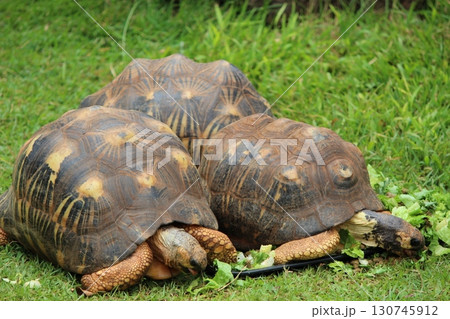 ホノルル動物園のリクガメ ホノルル動物園のリクガメ 130745912