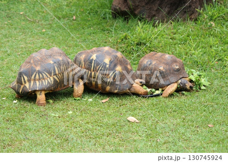 ホノルル動物園のリクガメ 130745924