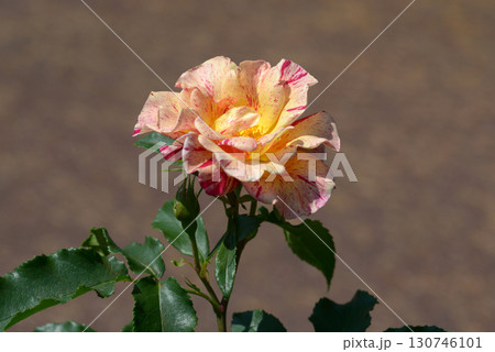 エドガードガ　バラの花 130746101