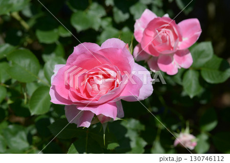 ケアフリー・ワンダー　バラの花 130746112