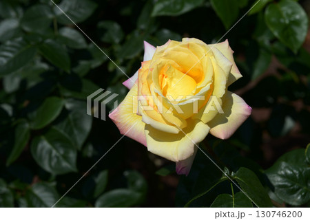 ピース バラの花 ピース バラの花 130746200