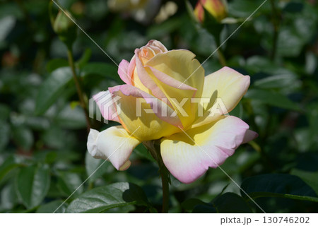 ピース バラの花 ピース バラの花 130746202