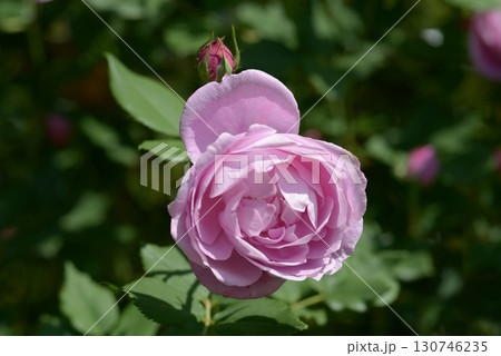 ラ・レーヌ・ヴィクトリア　バラの花 130746235