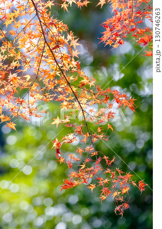緑に映えるオレンジの紅葉 緑に映えるオレンジの紅葉 130746263