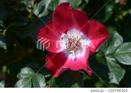 連弾 バラの花 連弾 バラの花 130746305