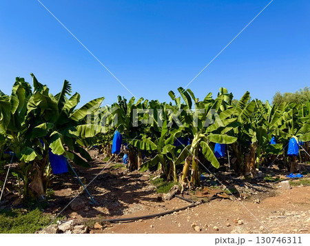 Banana tree with bunch of unripe bananas. Banana plantation with blue sky on sunny day. Banana tree with bunch of unripe bananas. Banana plantation with blue sky on sunny day. 130746311