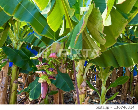 Banana tree with bunch of unripe bananas. Banana plantation with blue sky on sunny day. 130746314