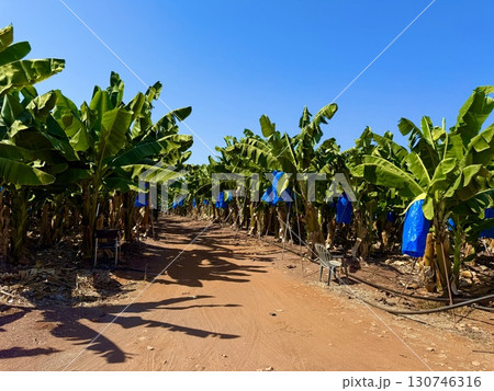 Banana tree with bunch of unripe bananas. Banana plantation with blue sky on sunny day. 130746316