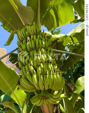 Banana tree with bunch of unripe bananas. Banana plantation with blue sky on sunny day. Banana tree with bunch of unripe bananas. Banana plantation with blue sky on sunny day. 130746342