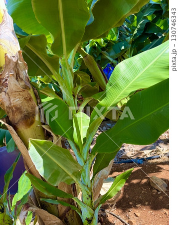 Banana tree with bunch of unripe bananas. Banana plantation with blue sky on sunny day. 130746343