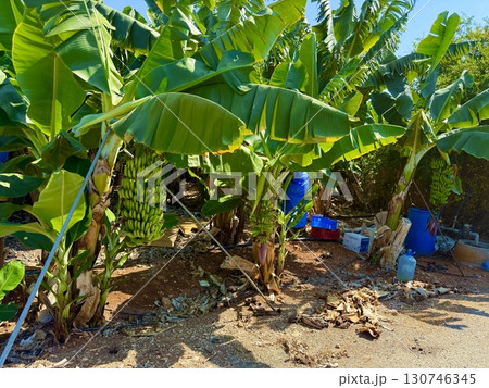 Banana tree with bunch of unripe bananas. Banana plantation with blue sky on sunny day. 130746345