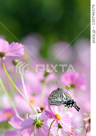 コスモスと舞うアゲハ蝶_縦 コスモスと舞うアゲハ蝶_縦 130746379