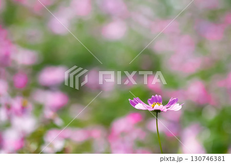 背景ぼかしのピンクのコスモス 130746381