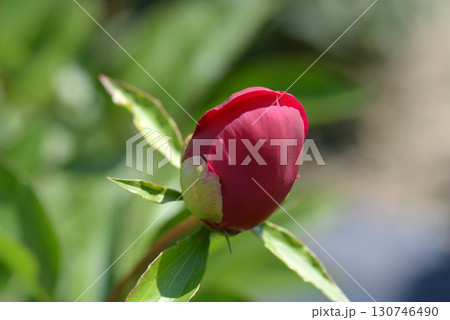 あかね　シャクヤク 130746490