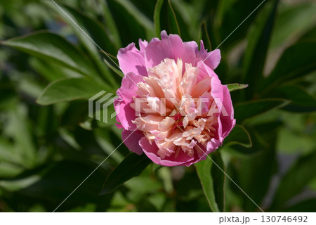 ソルベット　シャクヤク 130746492