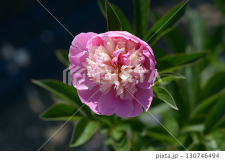 ソルベット　シャクヤク 130746494