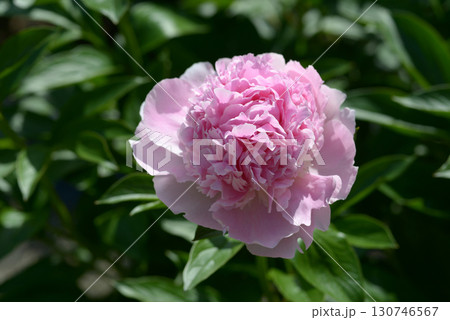 ラズベリーサンダー　シャクヤク 130746567