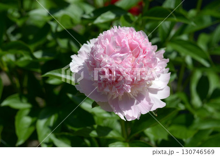 ラズベリーサンダー　シャクヤク 130746569