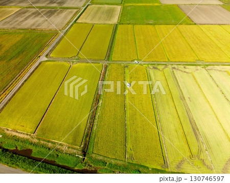 初秋の北海道江差町で稲刈りの風景を空撮 初秋の北海道江差町で稲刈りの風景を空撮 130746597