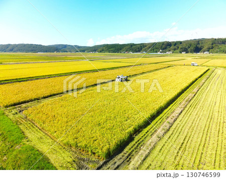 初秋の北海道江差町で稲刈りの風景を空撮 130746599