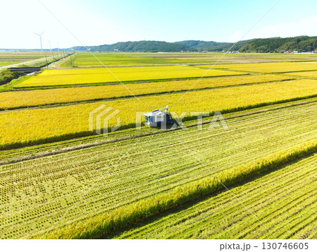 初秋の北海道江差町で稲刈りの風景を空撮 130746605