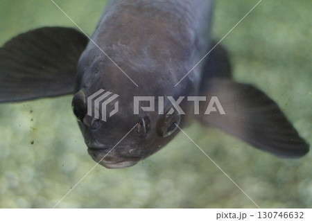 水中の魚・正面からの視線・静かな水の世界 水中の魚・正面からの視線・静かな水の世界 130746632