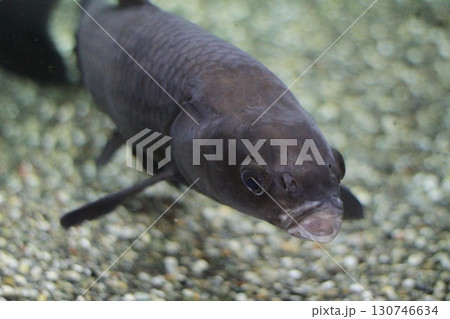 水中の魚・透明感ある背景・静寂と浮遊感 130746634