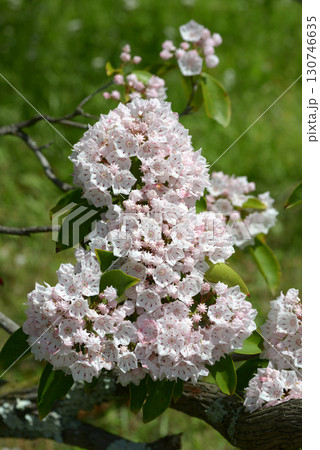 アメリカシャクナゲ 130746635