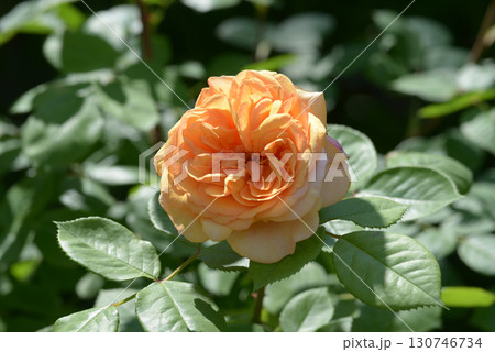 チャールズ・オースチン　バラの花 130746734